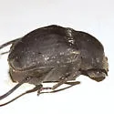 Humpback Dung Beetle - photo 3