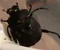 Humpback Dung Beetle - photo 4
