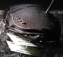 Humpback Dung Beetle - photo 5