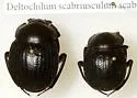 Deltochilum scabriusculum
