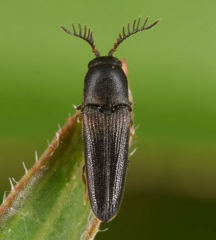 Deltometopus amoenicornis