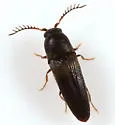 Deltometopus ereptus - photo 3