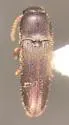 Deltometopus ereptus - photo 4