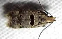 Deltophora glandiferella - Hodges#1927
