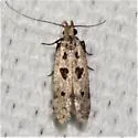 Deltophora glandiferella - Hodges#1927 - photo 4