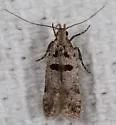 Deltophora glandiferella - Hodges#1927 - photo 5