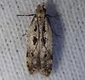 Deltophora sella - Hodges#1928 - photo 2