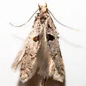 Deltophora sella - Hodges#1928 - photo 4