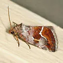 Bog Deltote - Hodges#9046 - photo 2
