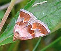 Bog Deltote - Hodges#9046 - photo 4
