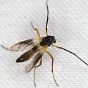 Demeijerea atrimanus