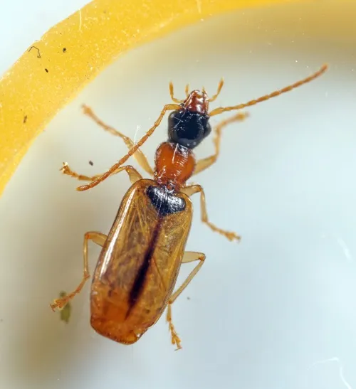 Demetrias atricapillus - Demetrias atricapillus