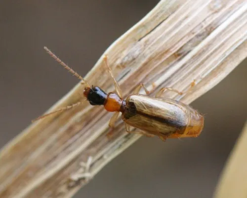 Demetrias atricapillus - photo 2