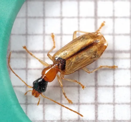 Demetrias atricapillus - photo 3