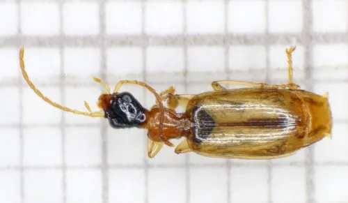 Demetrias atricapillus - photo 4