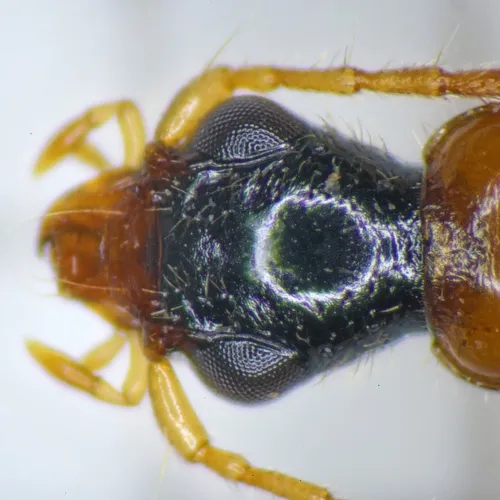 Demetrias atricapillus - photo 5