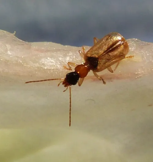 Demetrias atricapillus - photo 6