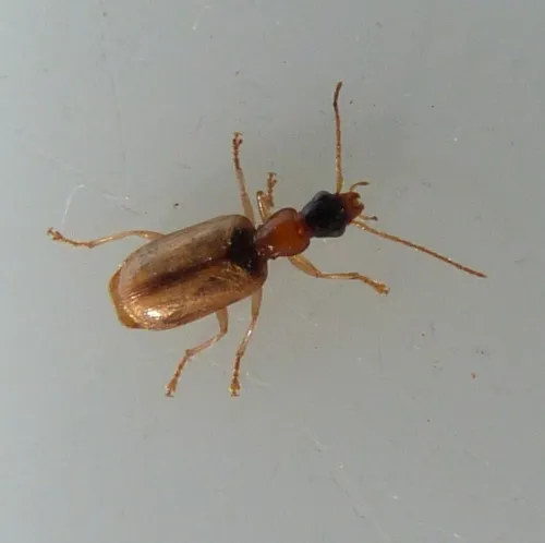 Demetrias atricapillus - photo 7