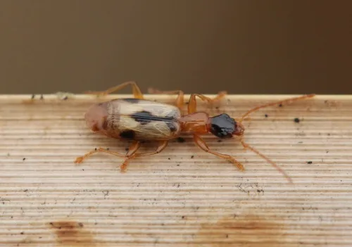 Demetrias imperialis