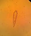 Demodex canis - photo 2