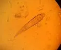 Demodex canis - photo 3
