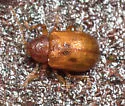 Demotina modesta - photo 2