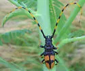 Dendrobias mandibularis - photo 4
