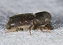 Dendrobiella aspera