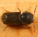 Dendrobiella aspera - photo 4