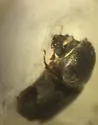 Dendrobiella aspera - photo 5