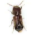 Dendrobiella sericans