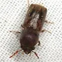 Dendrobiella sericans - photo 2