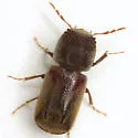 Dendrobiella sericans - photo 3