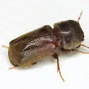 Dendrobiella sericans - photo 4