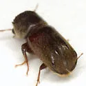 Dendrobiella sericans - photo 5