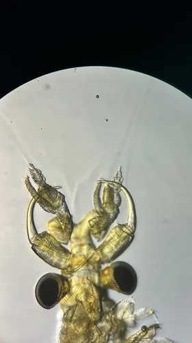 Dendrocephalus proeliator