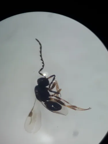 Dendrocerus carpenteri