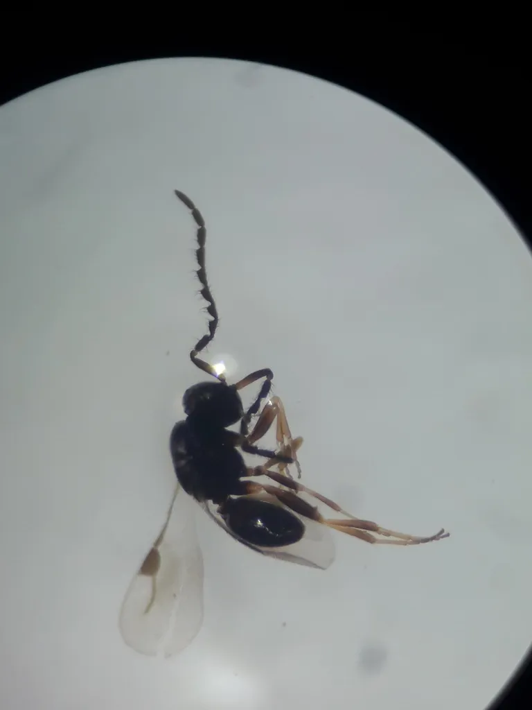 Dendrocerus carpenteri - photo 2