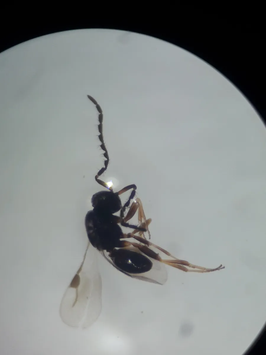 Dendrocerus carpenteri - photo 3