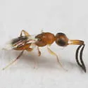 Dendrocerus conwentziae - Dendrocerus conwentziae