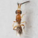 Dendrocerus conwentziae - photo 2