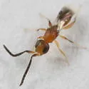 Dendrocerus conwentziae - photo 3