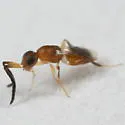 Dendrocerus conwentziae - photo 4
