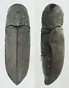 Dendrocharis flavicornis