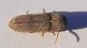 Dendrocharis inexspectata - photo 2