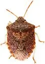 Dendrocoris arizonensis