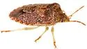 Dendrocoris arizonensis - photo 2