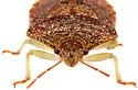 Dendrocoris arizonensis - photo 3