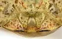 Dendrocoris arizonensis - photo 4