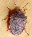 Dendrocoris arizonensis - photo 5